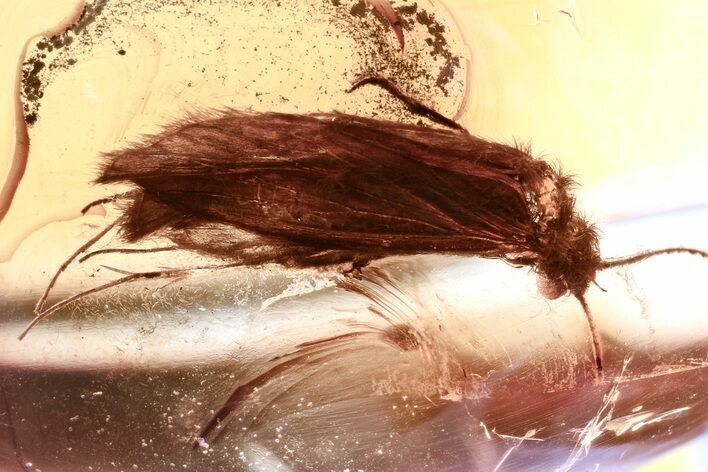 Detailed Fossil Caddisfly (Trichoptera) In Baltic Amber #325455